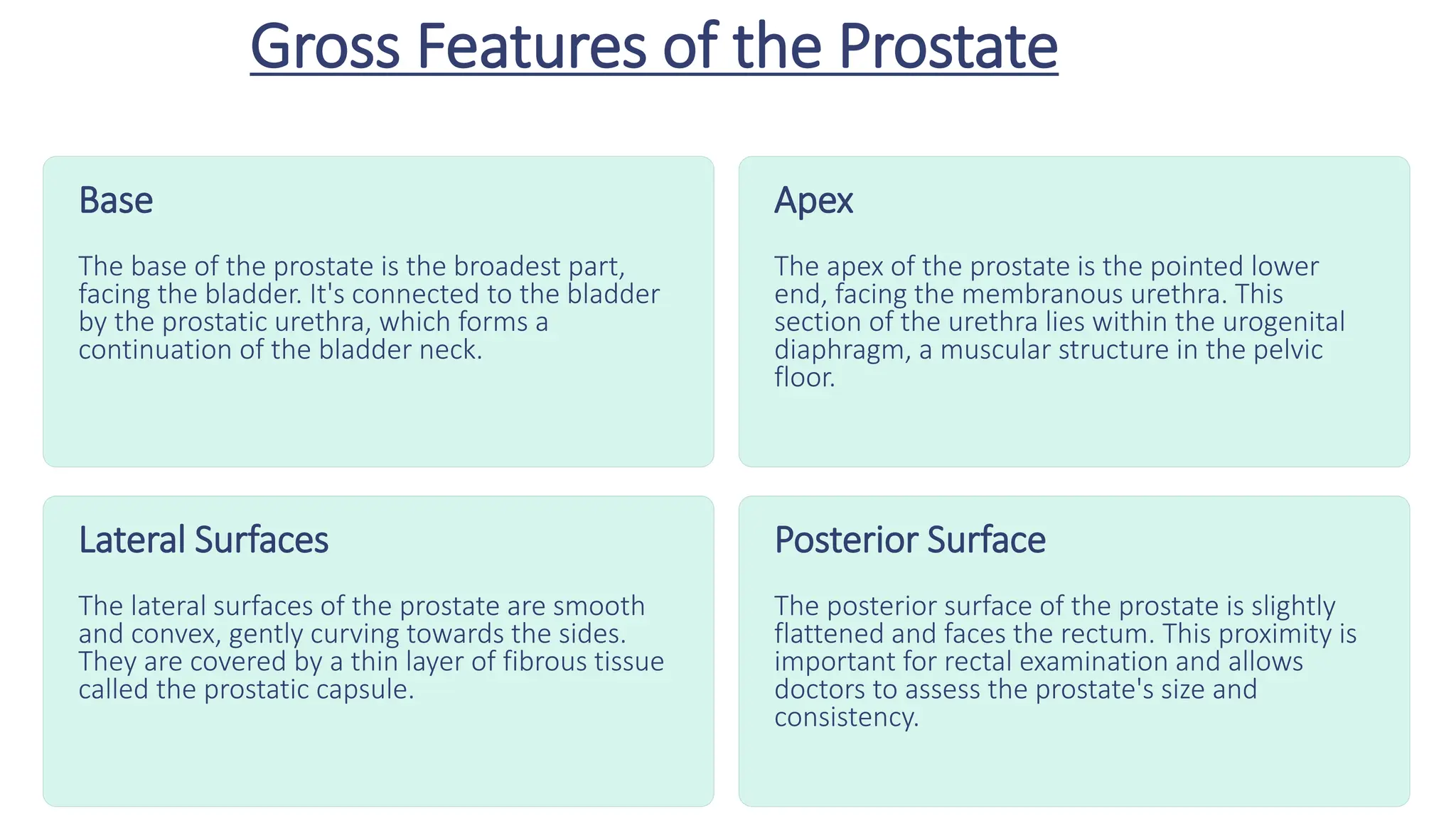 Gross Features of the Prostate
Base
The base of the prostate is the broadest part,
facing the bladder. It's connected to the bladder
by the prostatic urethra, which forms a
continuation of the bladder neck.
Apex
The apex of the prostate is the pointed lower
end, facing the membranous urethra. This
section of the urethra lies within the urogenital
diaphragm, a muscular structure in the pelvic
floor.
Lateral Surfaces
The lateral surfaces of the prostate are smooth
and convex, gently curving towards the sides.
They are covered by a thin layer of fibrous tissue
called the prostatic capsule.
Posterior Surface
The posterior surface of the prostate is slightly
flattened and faces the rectum. This proximity is
important for rectal examination and allows
doctors to assess the prostate's size and
consistency.
 