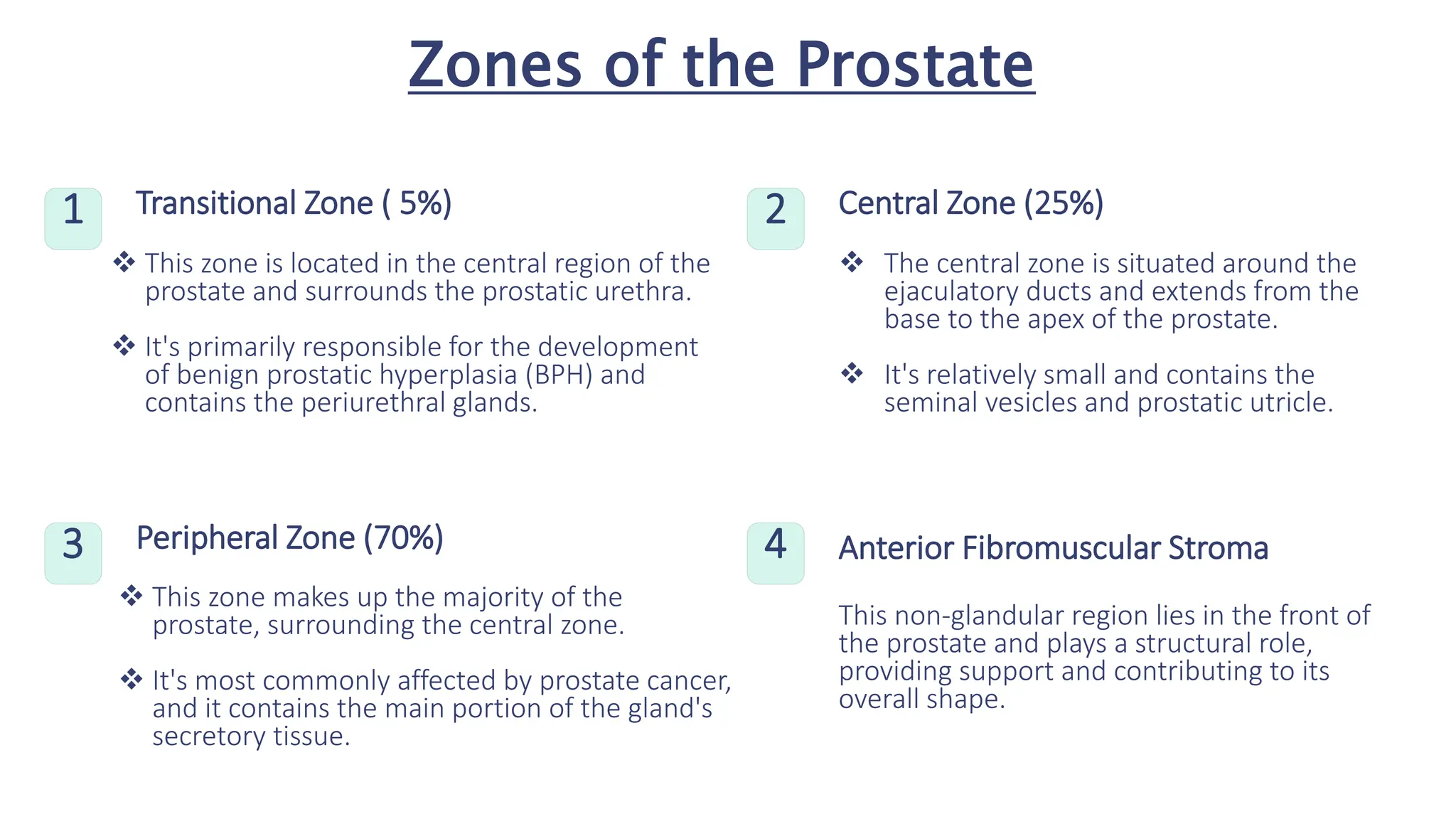 Zones of the Prostate
1 Transitional Zone ( 5%)
 This zone is located in the central region of the
prostate and surrounds the prostatic urethra.
 It's primarily responsible for the development
of benign prostatic hyperplasia (BPH) and
contains the periurethral glands.
2 Central Zone (25%)
 The central zone is situated around the
ejaculatory ducts and extends from the
base to the apex of the prostate.
 It's relatively small and contains the
seminal vesicles and prostatic utricle.
3 Peripheral Zone (70%)
 This zone makes up the majority of the
prostate, surrounding the central zone.
 It's most commonly affected by prostate cancer,
and it contains the main portion of the gland's
secretory tissue.
4 Anterior Fibromuscular Stroma
This non-glandular region lies in the front of
the prostate and plays a structural role,
providing support and contributing to its
overall shape.
 