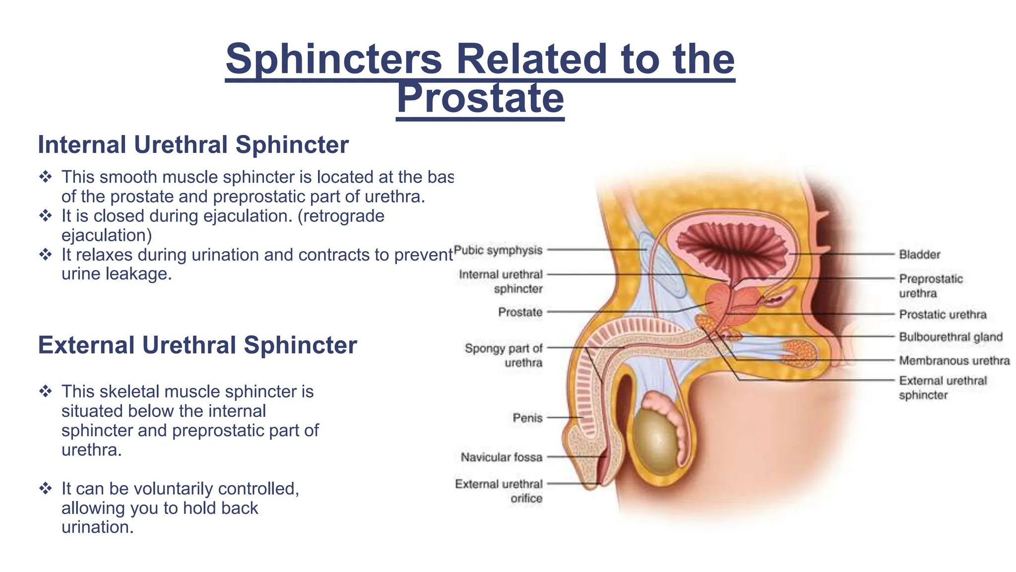 Sphincters Related to the
Prostate
Internal Urethral Sphincter
 This smooth muscle sphincter is located at the base
of the prostate and preprostatic part of urethra.
 It is closed during ejaculation. (retrograde
ejaculation)
 It relaxes during urination and contracts to prevent
urine leakage.
External Urethral Sphincter
 This skeletal muscle sphincter is
situated below the internal
sphincter and preprostatic part of
urethra.
 It can be voluntarily controlled,
allowing you to hold back
urination.
 