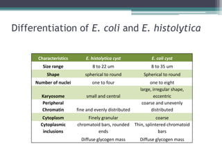 Differentiation of E. coli and E. histolytica

      Characteristics       E. histolytica cyst               E. coli cyst
        Size range              8 to 22 um                    8 to 35 um
          Shape             spherical to round            Spherical to round
     Number of nuclei          one to four                   one to eight
                                                        large, irregular shape,
       Karyosome            small and central                  eccentric
       Peripheral                                        coarse and unevenly
       Chromatin        fine and evenly distributed           distributed
        Cytoplasm            Finely granular                      coarse
       Cytoplasmic      chromatoid bars, rounded      Thin, splintered chromatoid
        inclusions                ends                             bars
                          Diffuse glycogen mass         Diffuse glycogen mass
 
