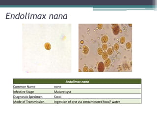 Endolimax nana




                               Endolimax nana
 Common Name            none
 Infective Stage        Mature cyst
 Diagnostic Specimen    Stool
 Mode of Transmission   Ingestion of cyst via contaminated food/ water
 