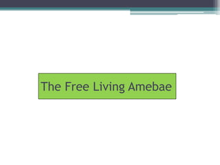 The Free Living Amebae
 