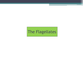 The Flagellates
 