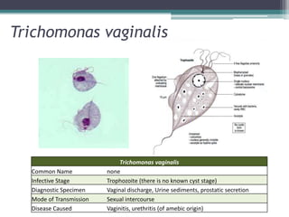 Trichomonas vaginalis




                              Trichomonas vaginalis
  Common Name            none
  Infective Stage        Trophozoite (there is no known cyst stage)
  Diagnostic Specimen    Vaginal discharge, Urine sediments, prostatic secretion
  Mode of Transmission   Sexual intercourse
  Disease Caused         Vaginitis, urethritis (of amebic origin)
 