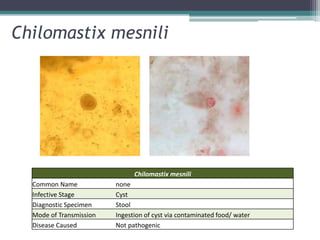 Chilomastix mesnili




                               Chilomastix mesnili
  Common Name            none
  Infective Stage        Cyst
  Diagnostic Specimen    Stool
  Mode of Transmission   Ingestion of cyst via contaminated food/ water
  Disease Caused         Not pathogenic
 