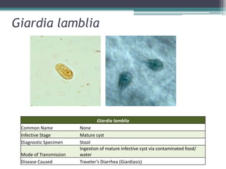 Giardia lamblia




                                Giardia lamblia
 Common Name            None
 Infective Stage        Mature cyst
 Diagnostic Specimen    Stool
                        Ingestion of mature infective cyst via contaminated food/
 Mode of Transmission   water
 Disease Caused         Traveler’s Diarrhea (Giardiasis)
 