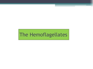 The Hemoflagellates
 