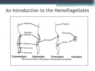 An Introduction to the Hemoflagellates
 