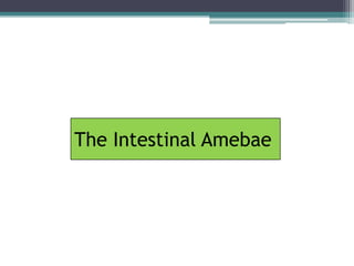 The Intestinal Amebae
 