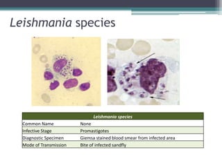 Leishmania species




                               Leishmania species
  Common Name            None
  Infective Stage        Promastigotes
  Diagnostic Specimen    Giemsa stained blood smear from infected area
  Mode of Transmission   Bite of infected sandfly
 