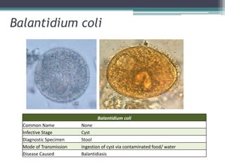 Balantidium coli




                                Balantidium coli
  Common Name            None
  Infective Stage        Cyst
  Diagnostic Specimen    Stool
  Mode of Transmission   Ingestion of cyst via contaminated food/ water
  Disease Caused         Balantidiasis
 