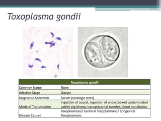 Toxoplasma gondii




                               Toxoplasma gondii
  Common Name            None
  Infective Stage        Oocyst
  Diagnostic Specimen    Serum (serologic tests)
                         Ingestion of oocyst, ingestion of undercooked contaminated
  Mode of Transmission   cattle/ pig/sheep, transplacental transfer, blood transfusion
                         Toxoplasmosis/ Cerebral Toxoplasmosis/ Congenital
  Disease Caused         Toxoplasmosis
 