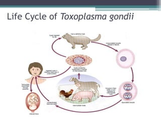 Life Cycle of Toxoplasma gondii
 
