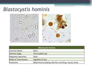 Blastocystis hominis




                              Blastocystis hominis
  Common Name            None
  Infective Stage        Thick walled cyst
  Diagnostic Specimen    Stool
  Mode of Transmission   Ingestion of cyst
  Treatment              Abdominal cramping, diarrher, vomiting, nausea, fever
 