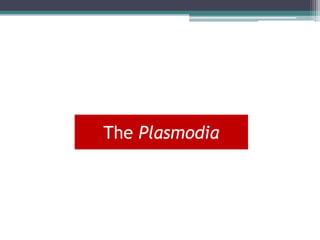 The Plasmodia
 