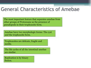 General Characteristics of Amebae
 The most important feature that separates amebae from
 other groups of Protozoans us the presence of
 pseudopods in their trophozoite form.


 Amebae have two morphologic forms: The cyst
 and the trophozoite form.

 Trophozoites are delicate, fragile and
 motile.

 The life cycles of all the intestinal amebae
 are similar.

 Replication is by binary
 fission.
 