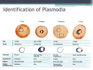 Identification of Plasmodia
 
