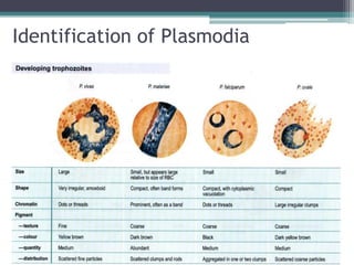 Identification of Plasmodia
 