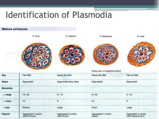Identification of Plasmodia
 