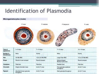 Identification of Plasmodia
 