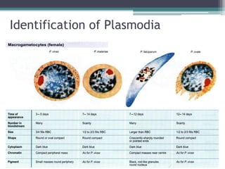 Identification of Plasmodia
 