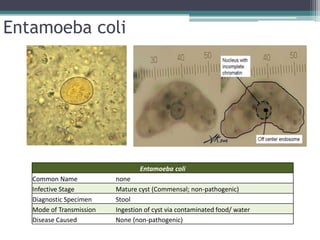 Entamoeba coli




                                  Entamoeba coli
   Common Name            none
   Infective Stage        Mature cyst (Commensal; non-pathogenic)
   Diagnostic Specimen    Stool
   Mode of Transmission   Ingestion of cyst via contaminated food/ water
   Disease Caused         None (non-pathogenic)
 