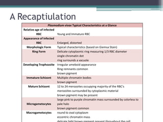 A Recaptiulation
                      Plasmodium vivax Typical Characteristics at a Glance
   Relative age of infected
             RBC            Young and Immature RBC
   Appearance of Infected
             RBC            Enlarged, distorted
     Morphologic Form       Typical characteristics (based on Giemsa Stain)
          Ring Form         Delicate cytoplasmic ring measuring 1/3 RBC diameter
                            single chromatin dot
                            ring surrounds a vacuole
   Developing Trophozoite Irregular ameboid appearance
                            Ring remnants common
                            brown pigment
     Immature Schizont      Multiple chromatin bodies
                            brown pigment
      Mature Schizont       12 to 24 merozoites occupying majority of the RBC's
                            merozoites surrounded by cytoplasmic material
                            brown pigment may be present
                            large pink to purple chromatin mass surrounded by colorless to
     Microgametocytes       pale halo
                            brown pigment common
     Macrogametocytes       round to oval cytoplasm
                            eccentric chromatin mass
 