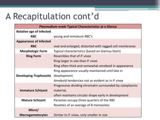 A Recapitulation cont’d
                  Plasmodium ovale Typical Characteristics at a Glance
  Relative age of Infected
            RBC            young and immature RBC's
  Appearance of Infected
            RBC            oval and enlarged, distorted with ragged cell membranes
    Morphologic Form       Typical characteristics (based on Giemsa Stain)
         Ring Form         Resembles that of P. vivax
                           Ring larger in size than P. vivax
                           Ring often thick and somewhat ameboid in appearance
                           Ring appearance usually maintained until late in
  Developing Trophozoite development
                           Ameboid tendencies not as evident as in P. vivax
                           Progressive dividing chromatin surrounded by cytoplasmic
    Immature Schizont      material,
                           often maintains circular shape early in development
     Mature Schizont       Parasites occupy three quarters of the RBC
                           Rosettes of an average of 8 merozoites
          Micro/
    Macrogametocytes       Similar to P. vivax, only smaller in size
 