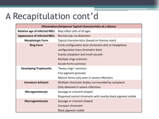 A Recapitulation cont’d
                     Plasmodium falciparum Typical Characteristics at a Glance
   Relative age of Infected RBCs   May infect cells of all ages
   Appearance of infected RBCs     Normal size; no distortion
        Morphologic Form           Typical characteristics (based on Giemsa stain)
            Ring Form              Circle configuration (one chromatin dot) or headphone
                                   configuration (two chromatin dots)
                                   Scanty cytoplasm and small vacuole
                                   Multiple rings common
                                   Accole forms common
     Developing Trophozoite        "heavy rings" common
                                   Fine pigment granules
                                   Mature forms only seen in severe infections
        Immature Schizont          Multiple chromatin bodies surrrounded by cytoplasm
                                   Only detected in severe infections
        Microgametocyte            Sausage or crescent shaped
                                   Dispersed central chromatin with nearby black pigment visible
        Macrogametocyte            Sausage or crescent shaped
                                   Compact chromatin
                                   Black pigment visible
 