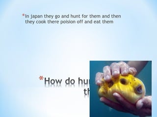 *In japan they go and hunt for them and then
they cook there poision off and eat them
 