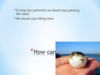 *To help the pufferfish we should stop poluting
the water
*We should stop killing them
 