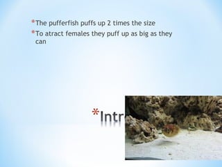 *The pufferfish puffs up 2 times the size
*To atract females they puff up as big as they
can
 