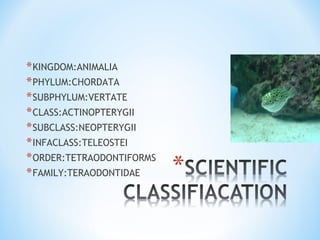 *KINGDOM:ANIMALIA
*PHYLUM:CHORDATA
*SUBPHYLUM:VERTATE
*CLASS:ACTINOPTERYGII
*SUBCLASS:NEOPTERYGII
*INFACLASS:TELEOSTEI
*ORDER:TETRAODONTIFORMS
*FAMILY:TERAODONTIDAE
 