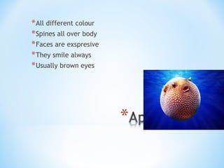 *All different colour
*Spines all over body
*Faces are exspresive
*They smile always
*Usually brown eyes
 