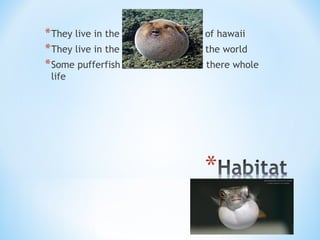 *They live in the the tropical water of hawaii
*They live in the coral reefs around the world
*Some pufferfish live in fresh water there whole
life
 