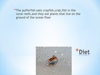 *The pufferfish eats crayfish,crab,fish in the
coral reefs,and they eat plants that live on the
ground of the ocean floor
 