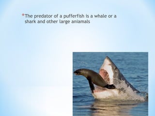 *The predator of a pufferfish is a whale or a
shark and other large aniamals
 