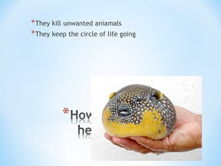*They kill unwanted aniamals
*They keep the circle of life going
 