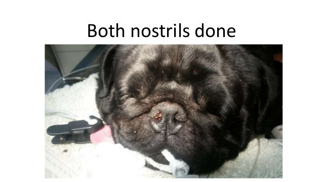 the pug that couldn t run the pug who couldn t run the pug that couldn t run the pug who couldn t run
