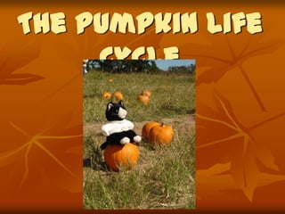 The Pumpkin Life
Cycle

 