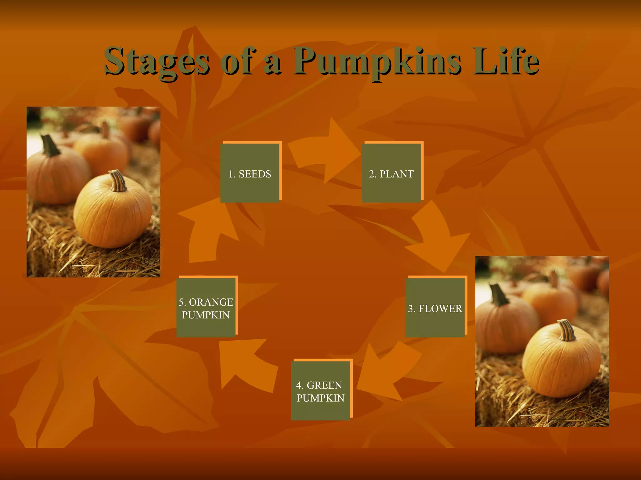 Stages of a Pumpkins Life 3. FLOWER 2. PLANT 4. GREEN PUMPKIN 5. ORANGE PUMPKIN 1. SEEDS