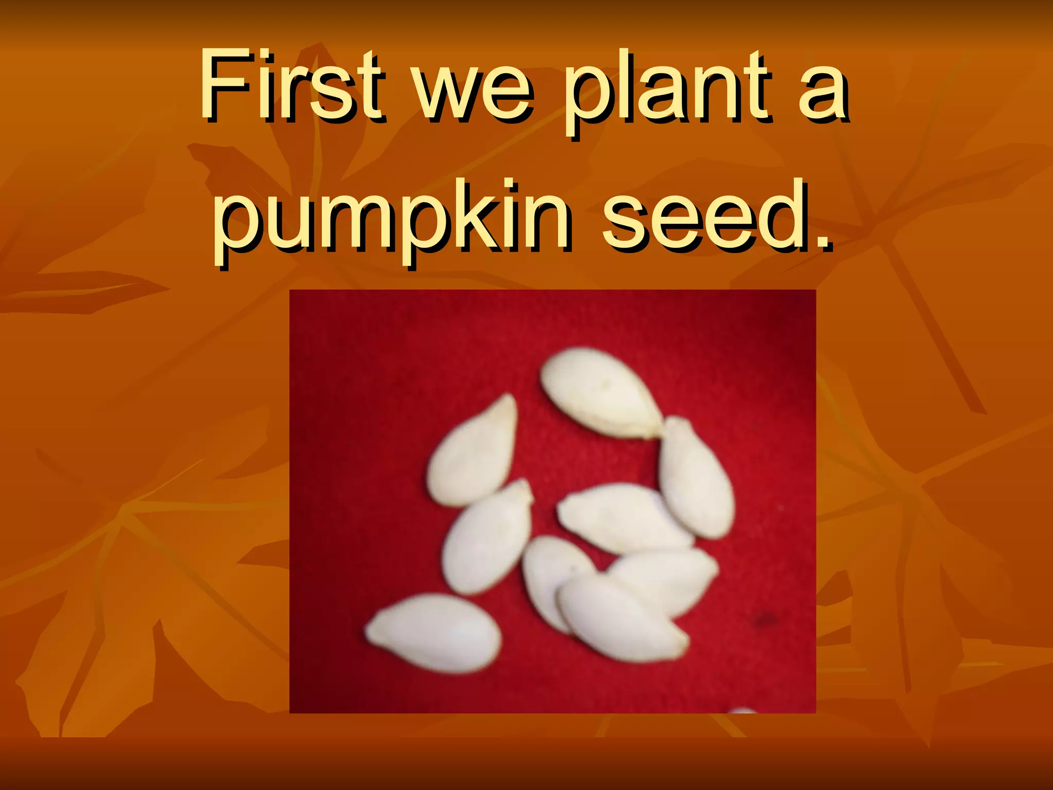 First we plant a pumpkin seed.
