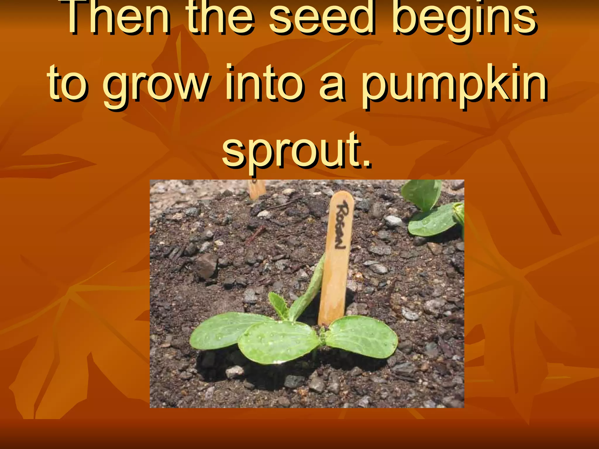 Then the seed begins to grow into a pumpkin sprout.