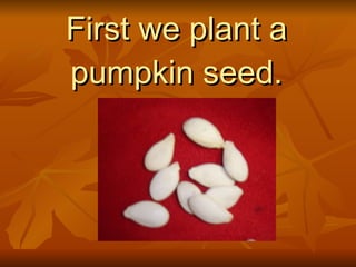 First we plant a pumpkin seed. 