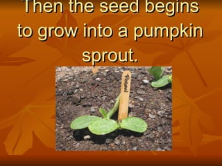 Then the seed begins to grow into a pumpkin sprout. 