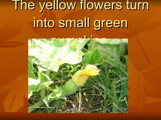 The yellow flowers turn into small green pumpkins. 