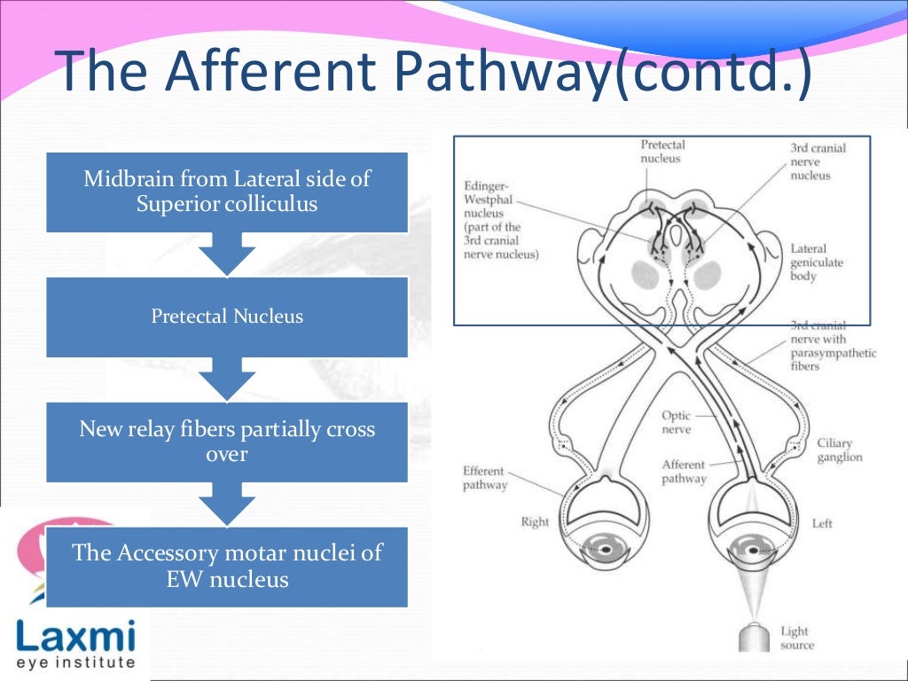The Pupillary Pathway And Its Clinical Aspects the-pupillary-pathway-and-its-clinical-aspects