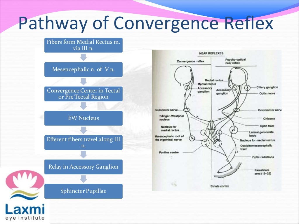 The pupillary pathway and its clinical aspects