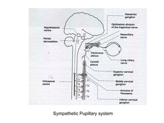 Sympathetic Pupillary system
 