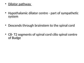 • Dilator pathway
• Hypothalamic dilator centre - part of sympathetic
system
• Descends through brainstem to the spinal cord
• C8- T2 segments of spinal cord cilio spinal centre
of Budge
 